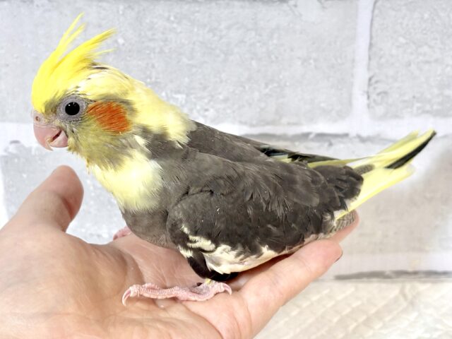 オカメインコ