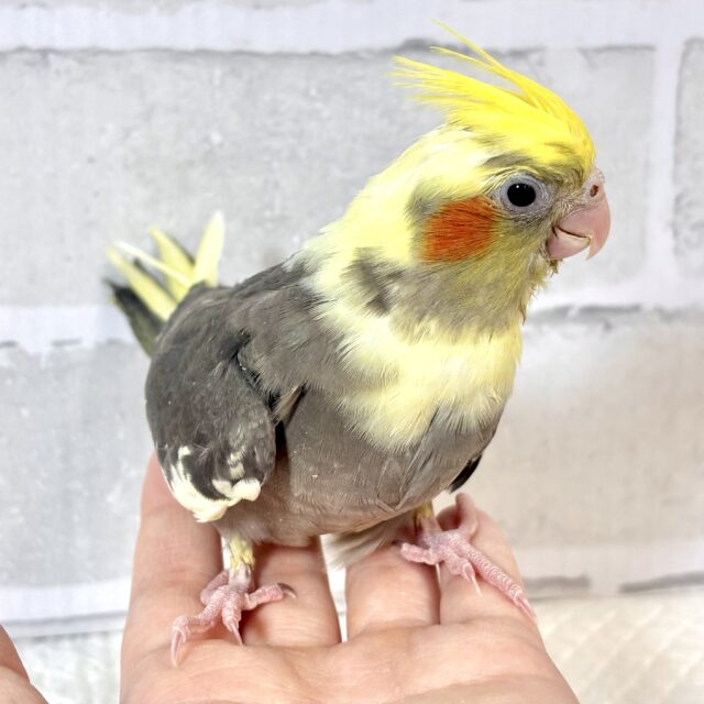 オカメインコ