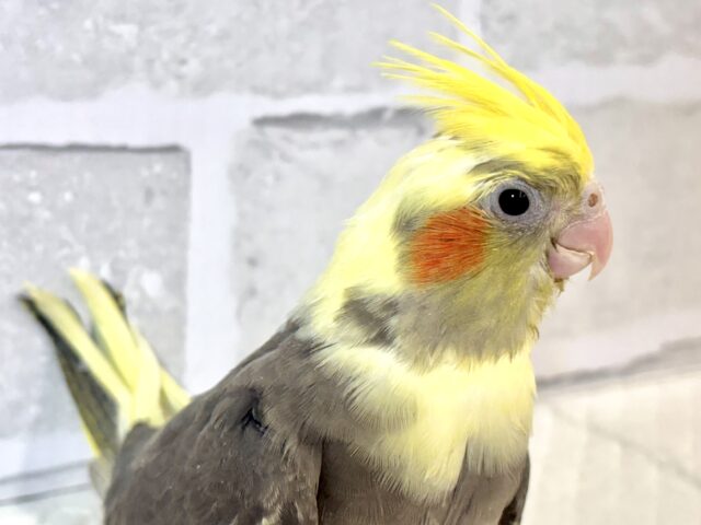オカメインコ
