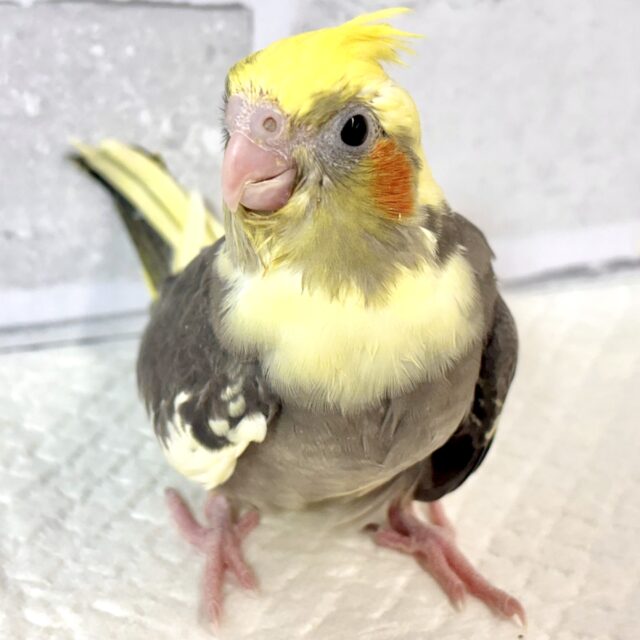 オカメインコ