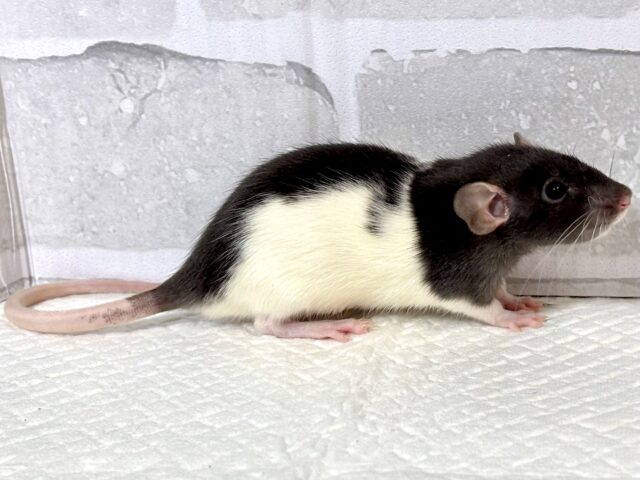 ファンシーラット