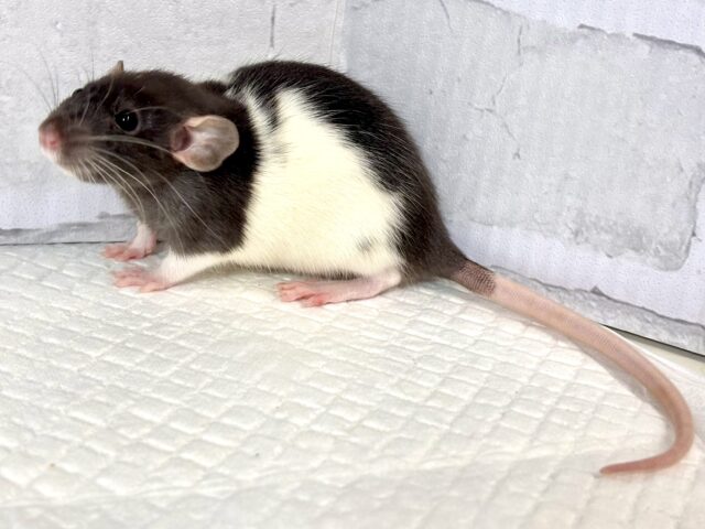 ファンシーラット