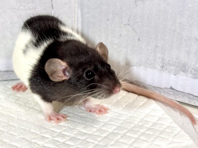 ファンシーラット