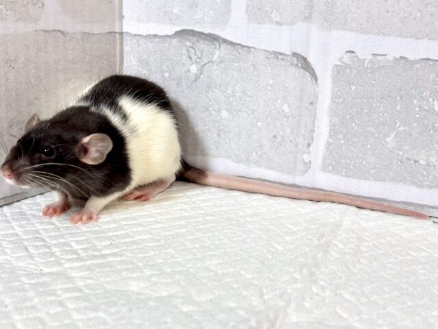 ファンシーラット