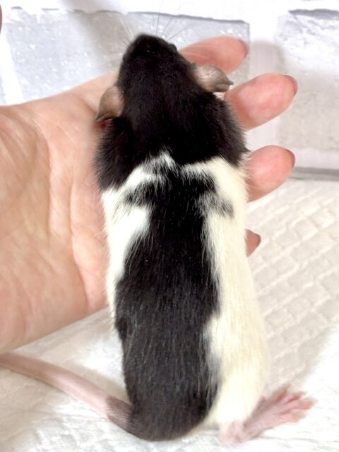 ファンシーラット