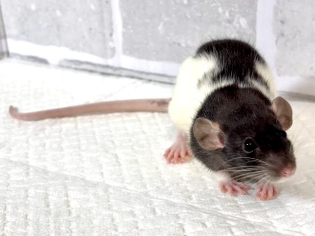 ファンシーラット