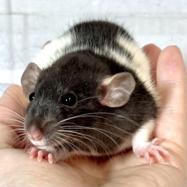 ファンシーラット