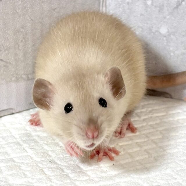 ファンシーラット