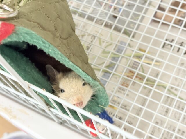 【最新画像更新🪄】☆てんしんらんまん☆デグー(サンド)女の子 デグー