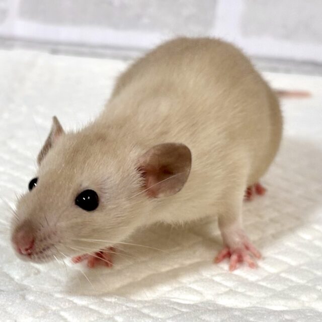 ファンシーラット