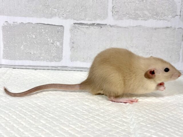 ファンシーラット