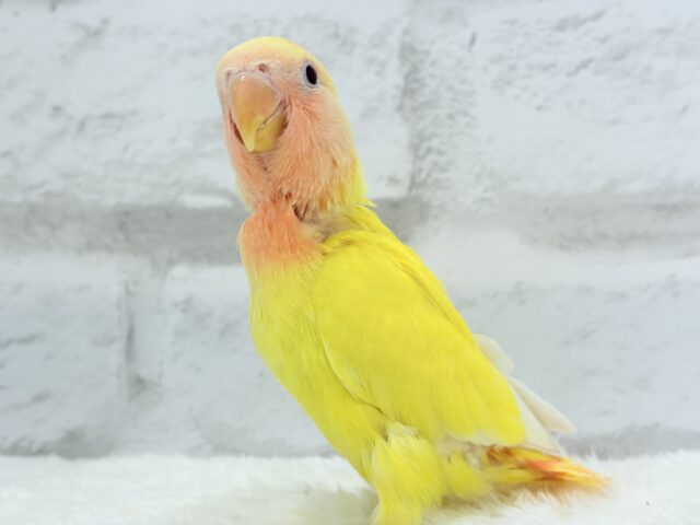 コザクラインコ（小桜インコ）