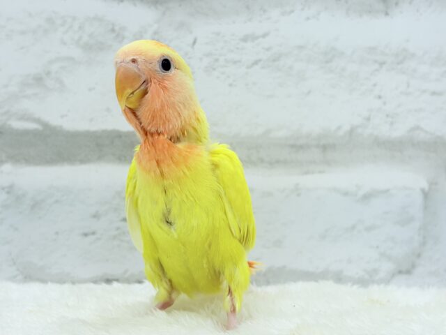 コザクラインコ（小桜インコ）