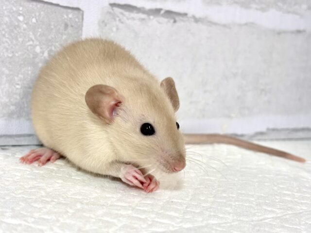 ファンシーラット