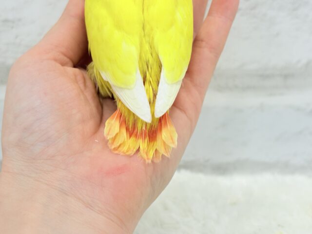 コザクラインコ（小桜インコ）