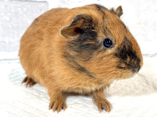 イングリッシュモルモット