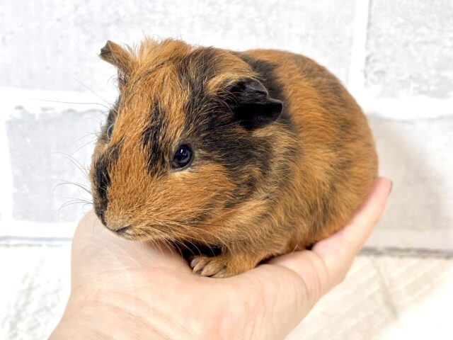 イングリッシュモルモット