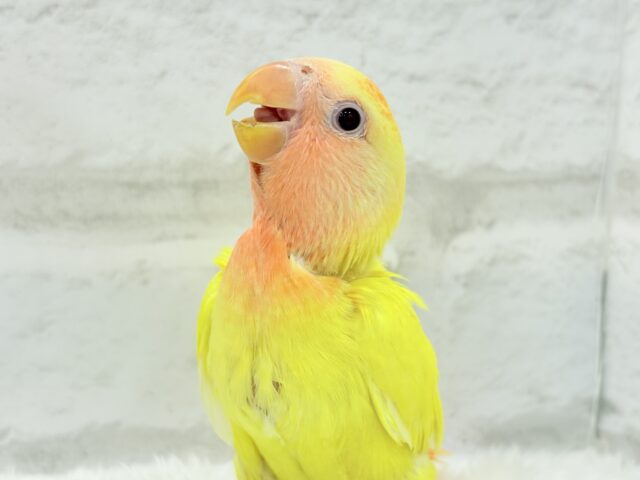 コザクラインコ（小桜インコ）