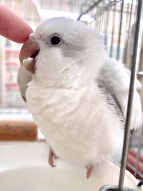 オキナインコ