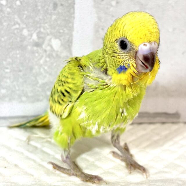 セキセイインコ