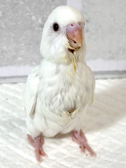 セキセイインコ