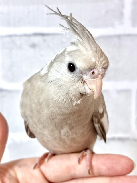 オカメインコ