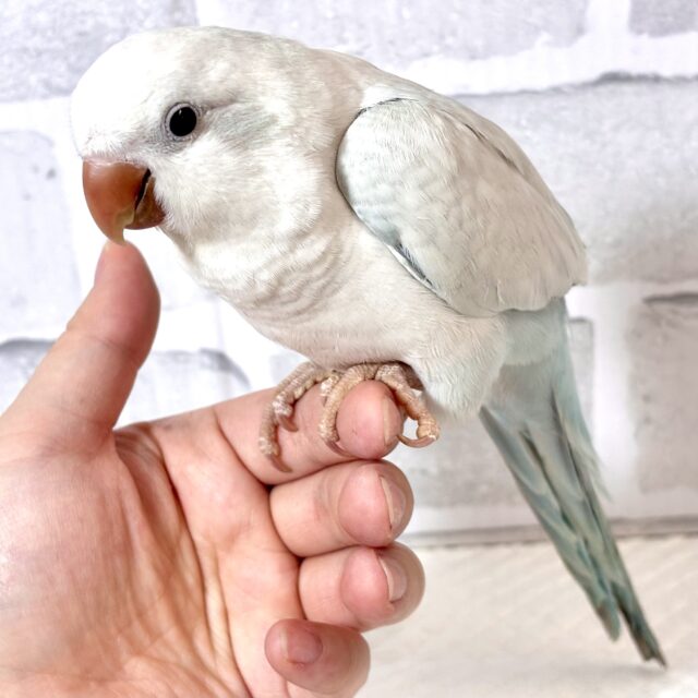 オキナインコ
