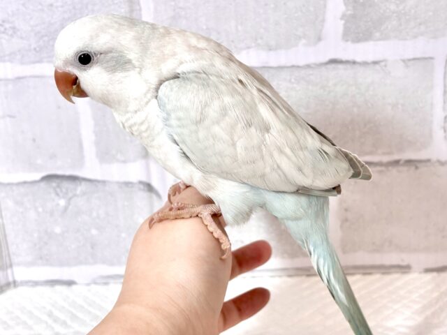 オキナインコ