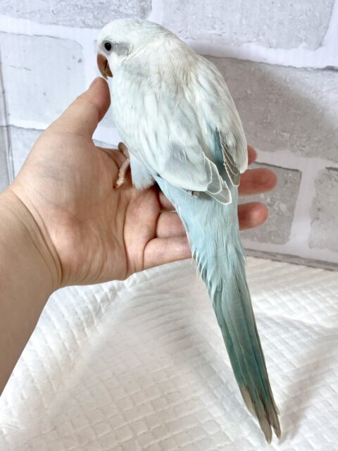 オキナインコ