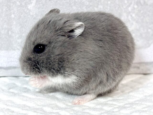 ドワーフハムスターの1種