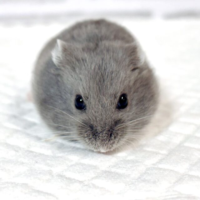 ロシアンハムスター 男の子 🩶🐹⟡.·*. ドワーフハムスターの1種