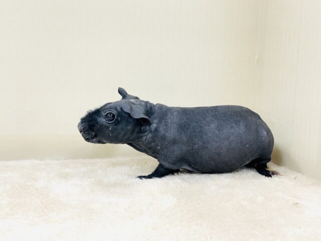 スキニーギニアピッグ