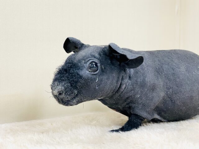 スキニーギニアピッグ