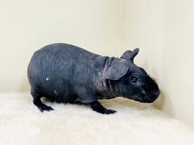 スキニーギニアピッグ