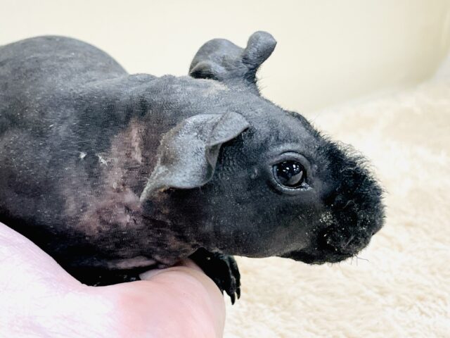 スキニーギニアピッグ