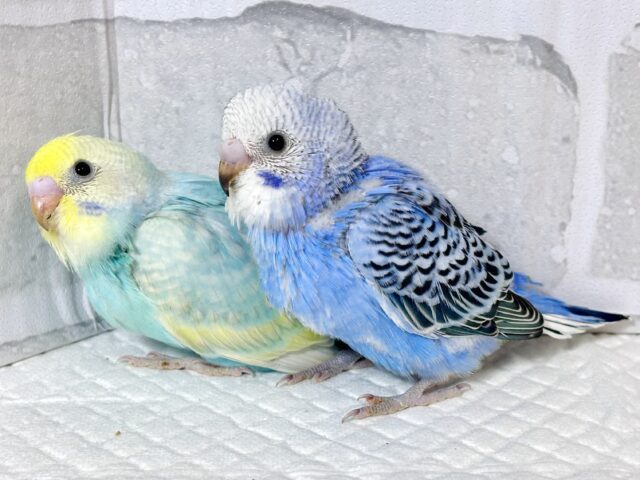 素敵カラーなセキセイインコちゃんず来てくれました〜🍀❄️∗*゚ セキセイインコ