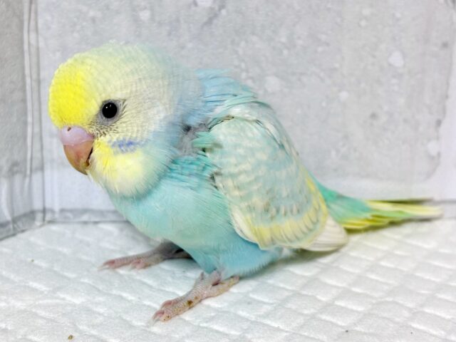 素敵カラーなセキセイインコちゃんず来てくれました〜🍀❄️∗*゚ セキセイインコ