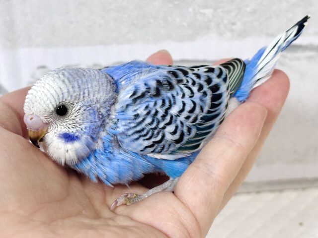 素敵カラーなセキセイインコちゃんず来てくれました〜🍀❄️∗*゚ セキセイインコ