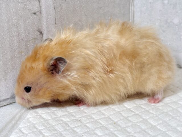 ゴールデンハムスター