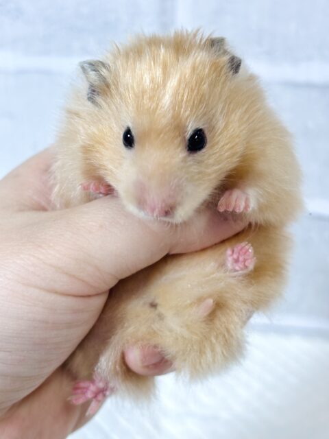 ゴールデンハムスター