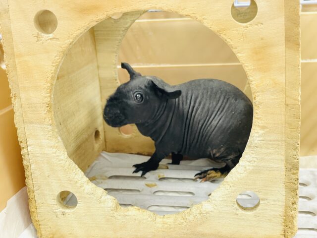 スキニーギニアピッグ