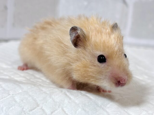 ゴールデンハムスター