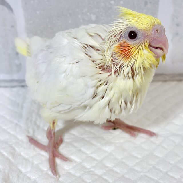 オカメインコ