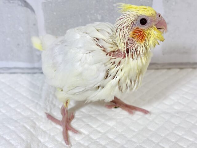 オカメインコ