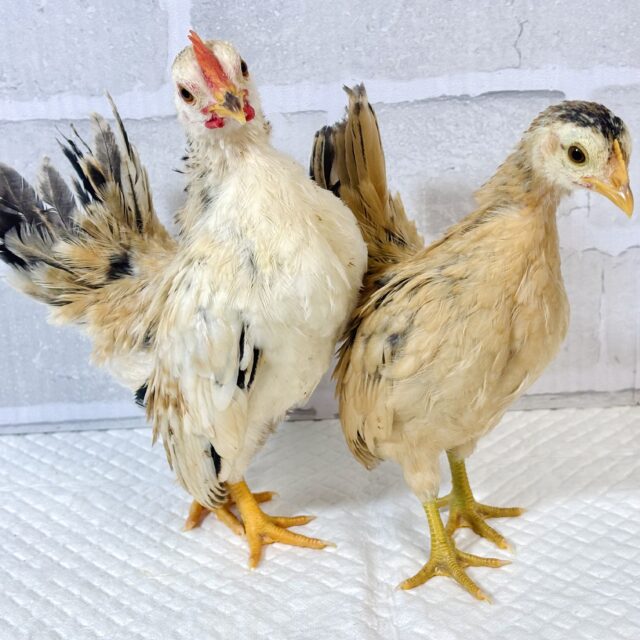 セラマ 中ビナ 🐥🐥🐥 セラマ