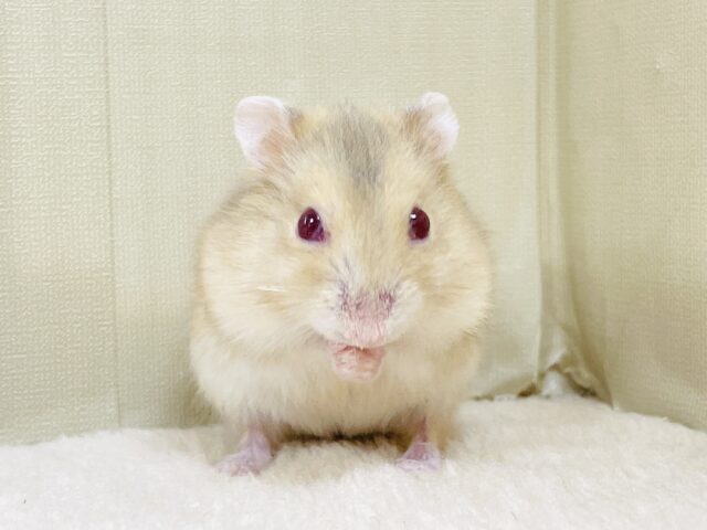 宝石のようなキラキラな赤い目❤️ルビーアイハムスター(男の子) ドワーフハムスターの1種