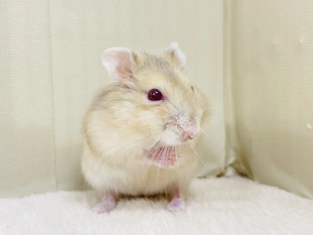 宝石のようなキラキラな赤い目❤️ルビーアイハムスター(男の子) ドワーフハムスターの1種