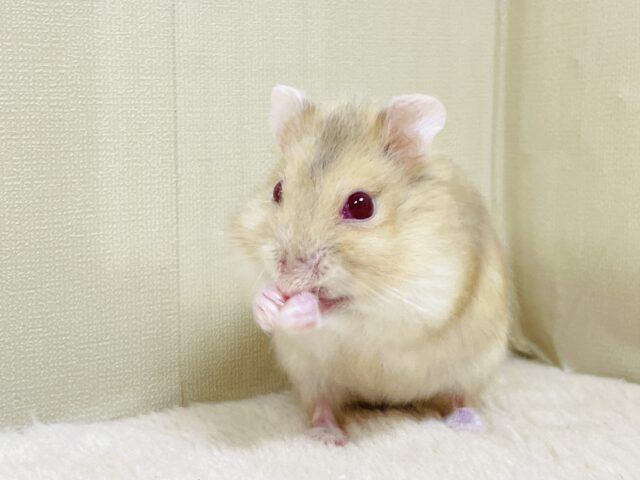 宝石のようなキラキラな赤い目❤️ルビーアイハムスター(男の子) ドワーフハムスターの1種