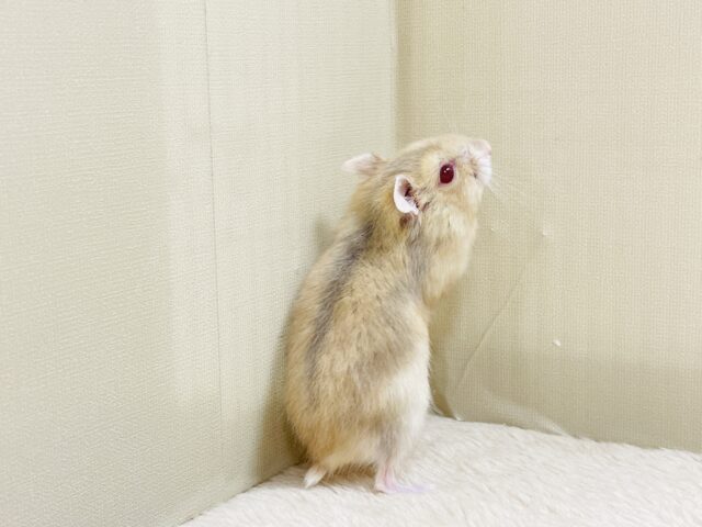 宝石のようなキラキラな赤い目❤️ルビーアイハムスター(男の子) ドワーフハムスターの1種