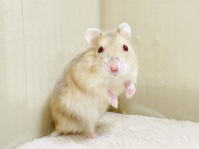 宝石のようなキラキラな赤い目❤️ルビーアイハムスター(男の子) ドワーフハムスターの1種